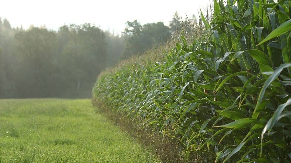 meadow-2636971_960_720|cotton-2047302_960_720|camposoja|flax-meal-1280|Transgenicos sin miedo